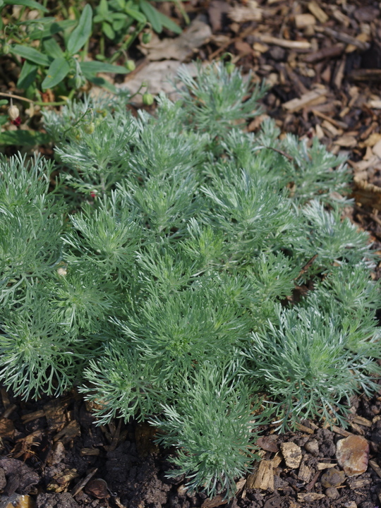 Artemisia schmidtiana 'Nana'