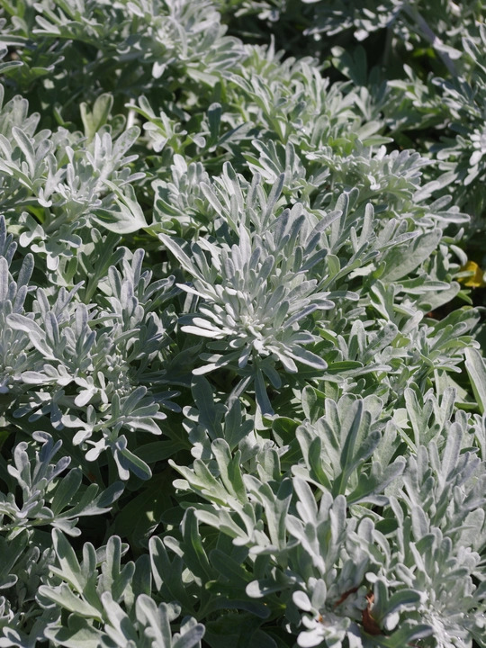 Artemisia stelleriana