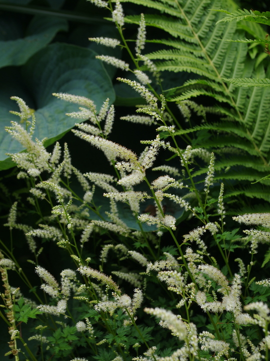 Aruncus aethusifolius