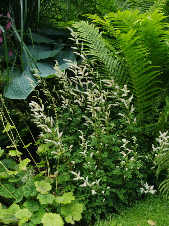 Aruncus aethusifolius