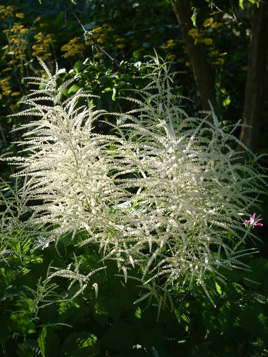 Aruncus dioicus