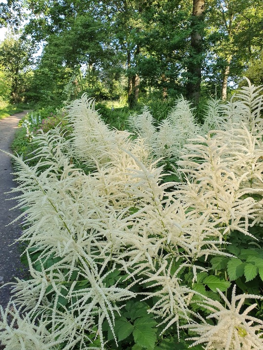 Aruncus dioicus