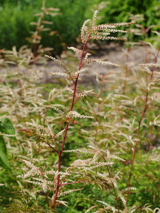 Aruncus 'Horatio'