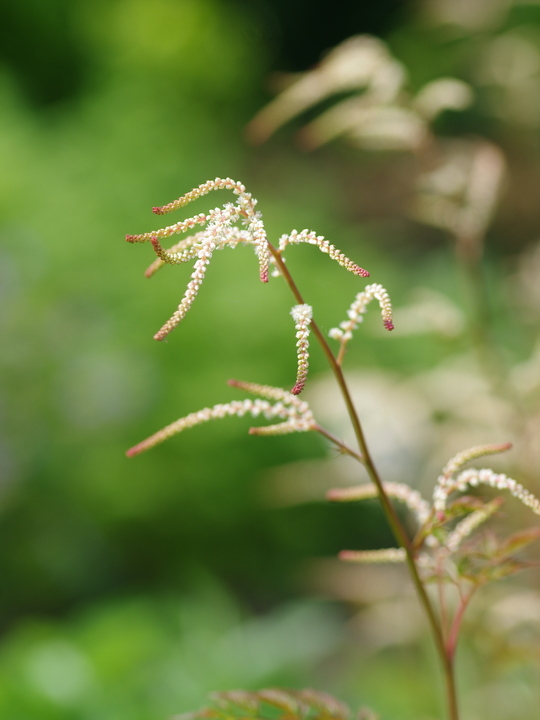 Aruncus 'Horatio'