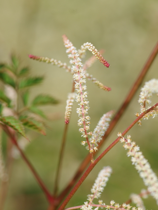 Aruncus 'Horatio'