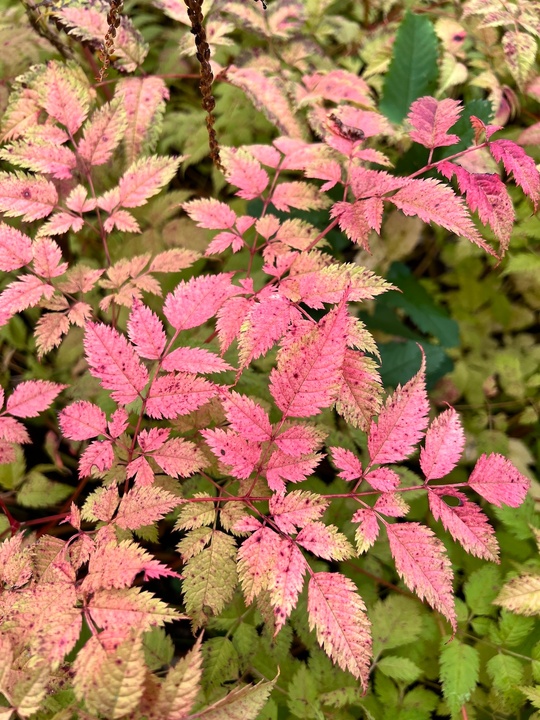 Aruncus 'Horatio'