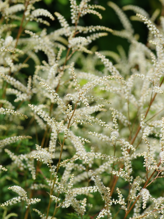 Aruncus sylvestris 'Sommeranfang'