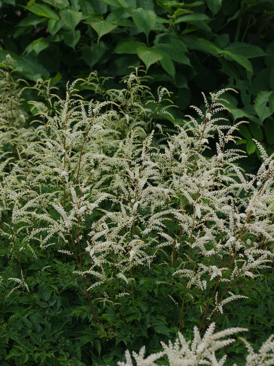 Aruncus sylvestris 'Sommeranfang'