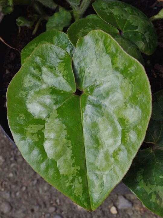 Asarum maximum 'Ling Ling' 