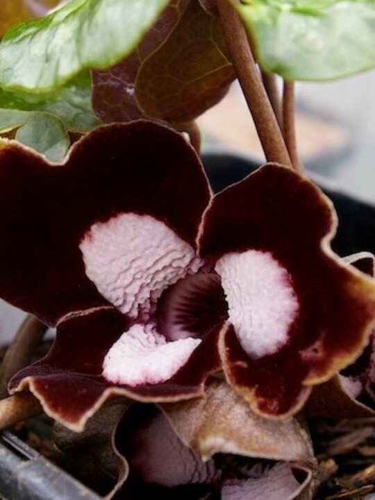 Asarum maximum 'Ling Ling' 