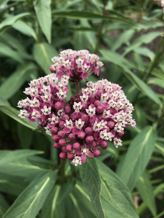 Asclepias incarnata - Beth Chatto's Plants & Gardens