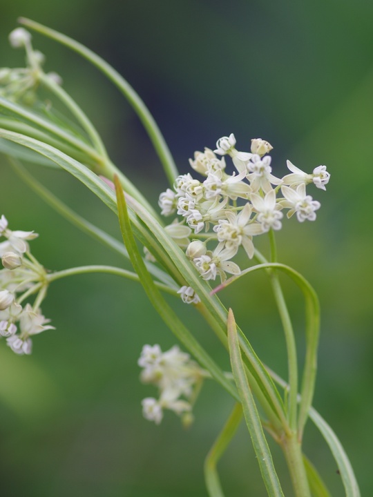 Asclepias subverticillata