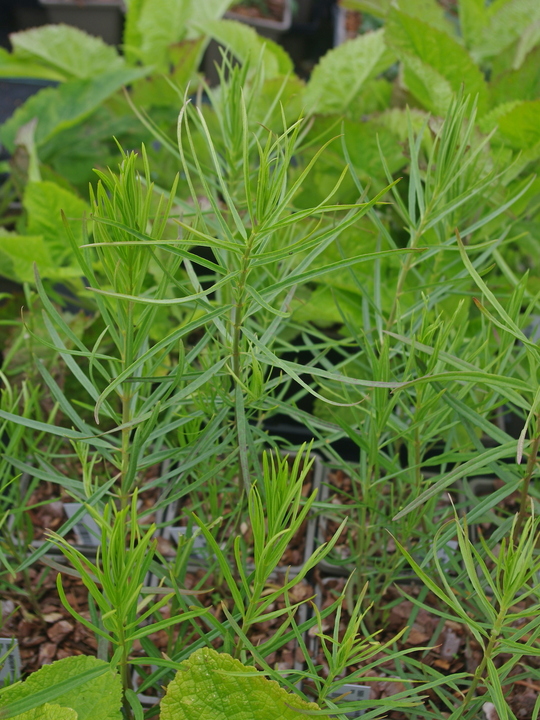 Asclepias subverticillata