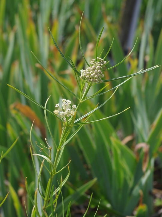 Asclepias subverticillata