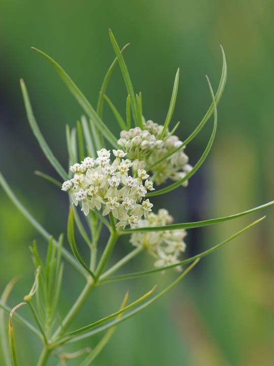 Asclepias subverticillata