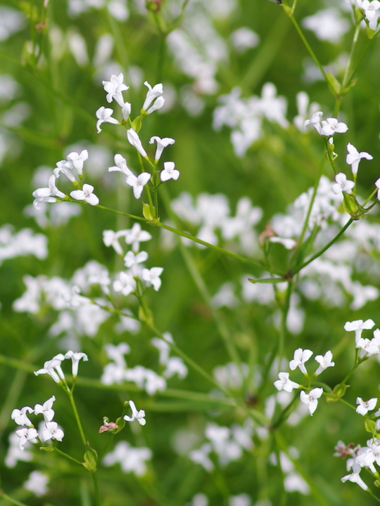 Asperula aristata subsp. scabra