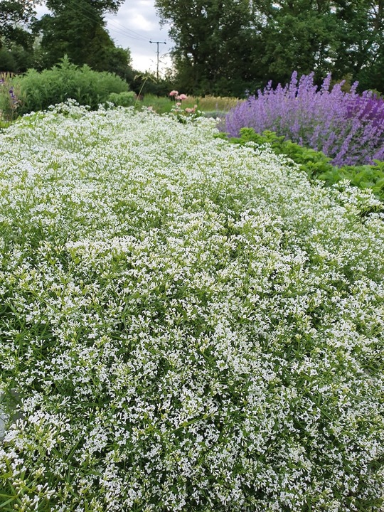 Asperula aristata subsp. scabra