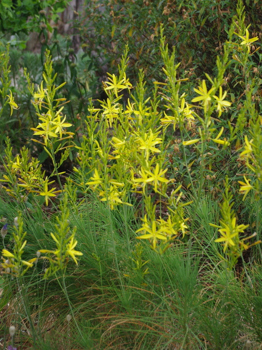 Asphodeline liburnica
