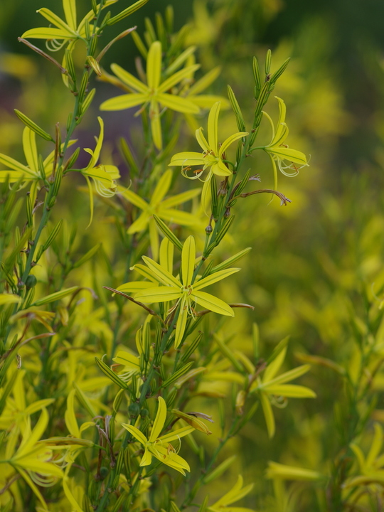 Asphodeline liburnica