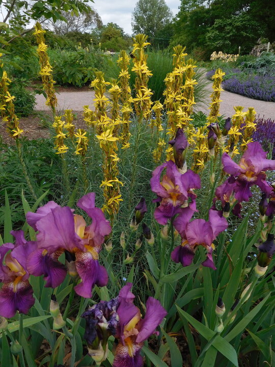 Asphodeline lutea