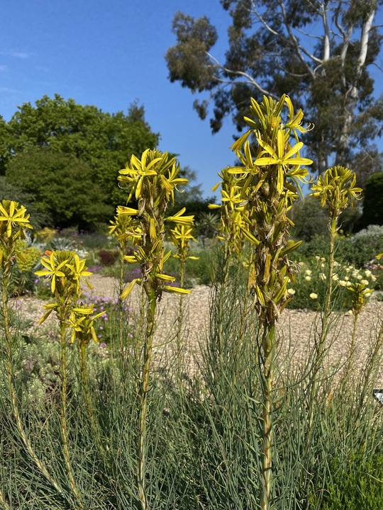 Asphodeline lutea