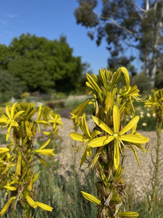 Asphodeline lutea