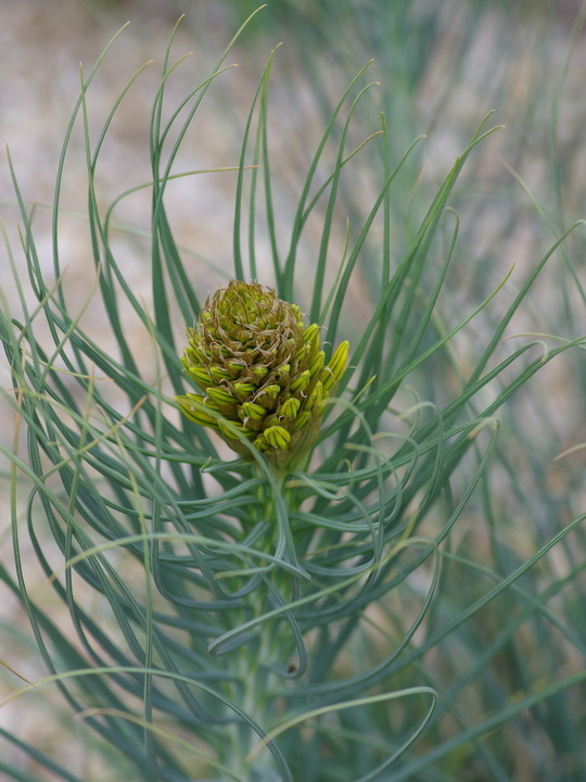 Asphodeline lutea