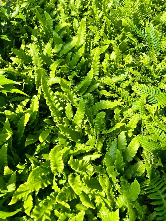 Asplenium scolopendrium 'Angustifolium'