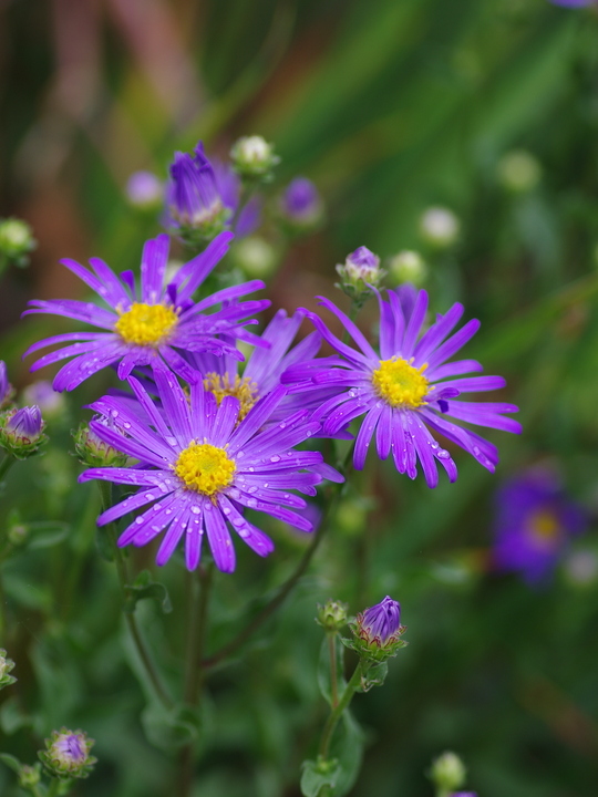 Aster amellus 'King George'