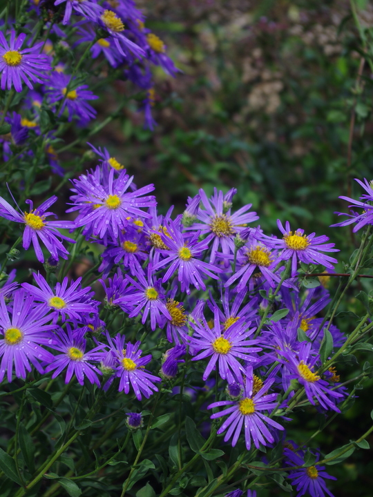 Aster amellus 'King George'