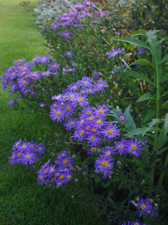 Aster amellus 'King George'