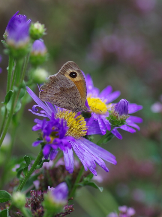 Aster amellus 'King George'