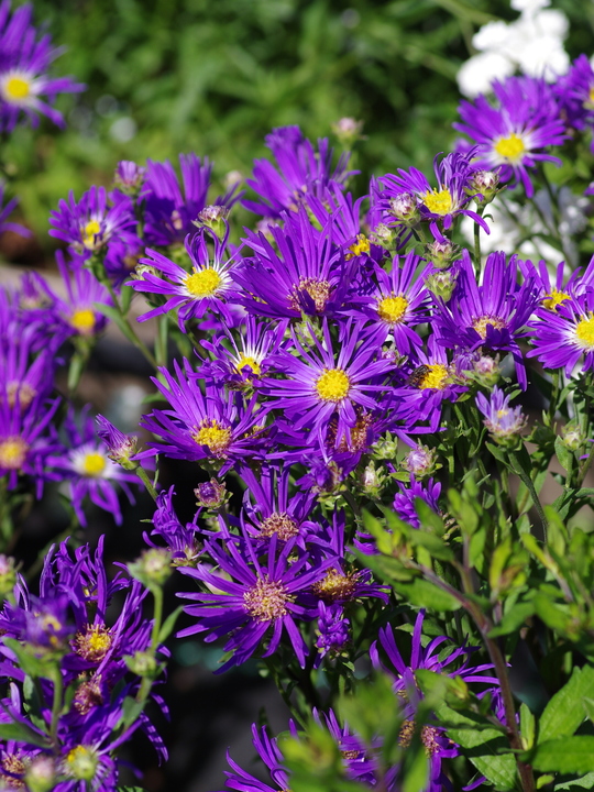 Aster amellus 'Veilchenkönigin'