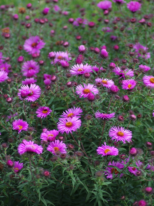 Aster 'Betel Nut'