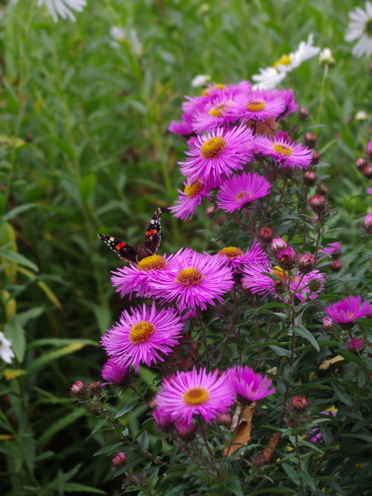 Aster 'Betel Nut'