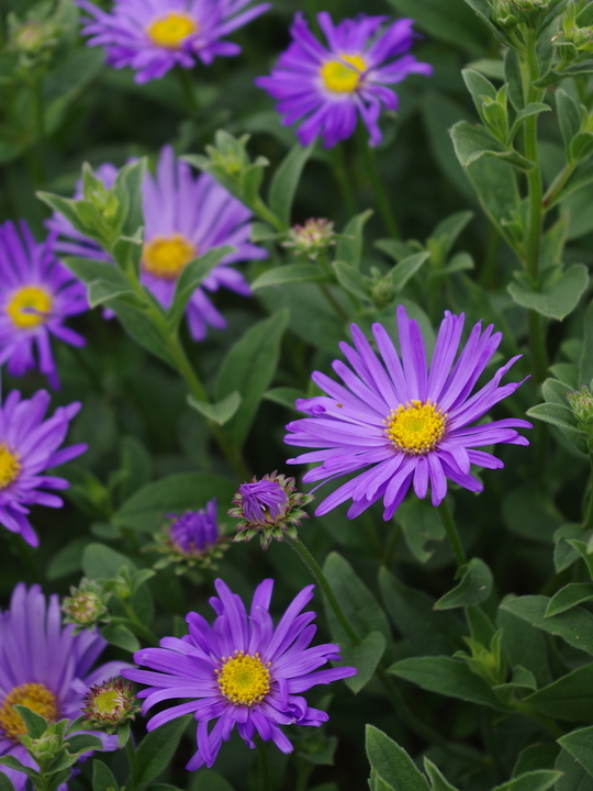 Aster x frikartii 'Mönch'