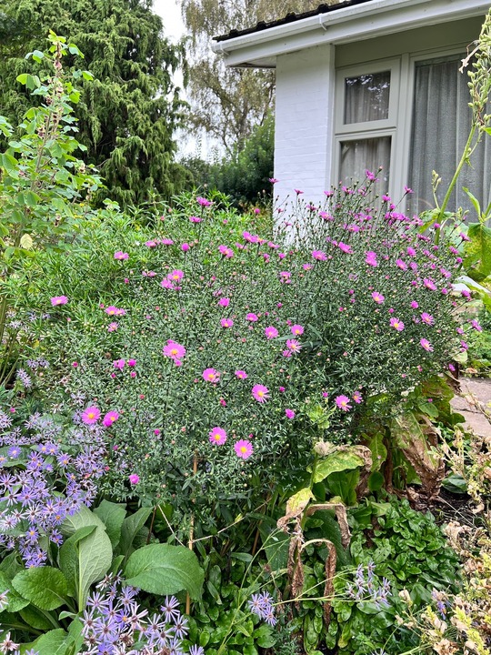 Symphyotrichum 'Knightrider' 