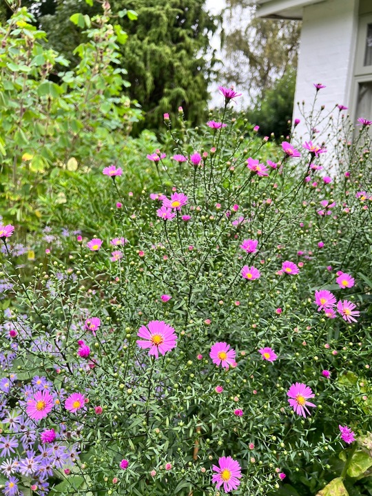 Symphyotrichum 'Knightrider' 