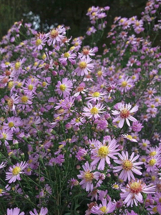 Aster 'Ice Cool Pink'