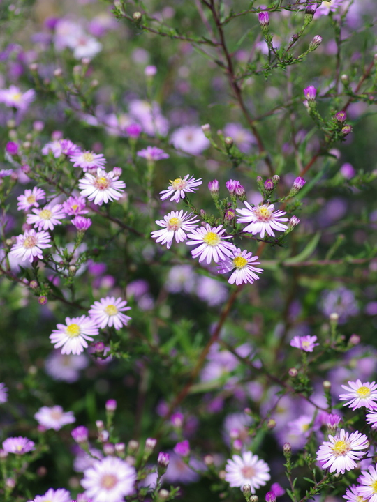 Aster 'Ice Cool Pink'