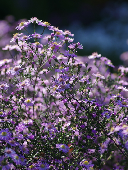 Aster 'Ice Cool Pink'