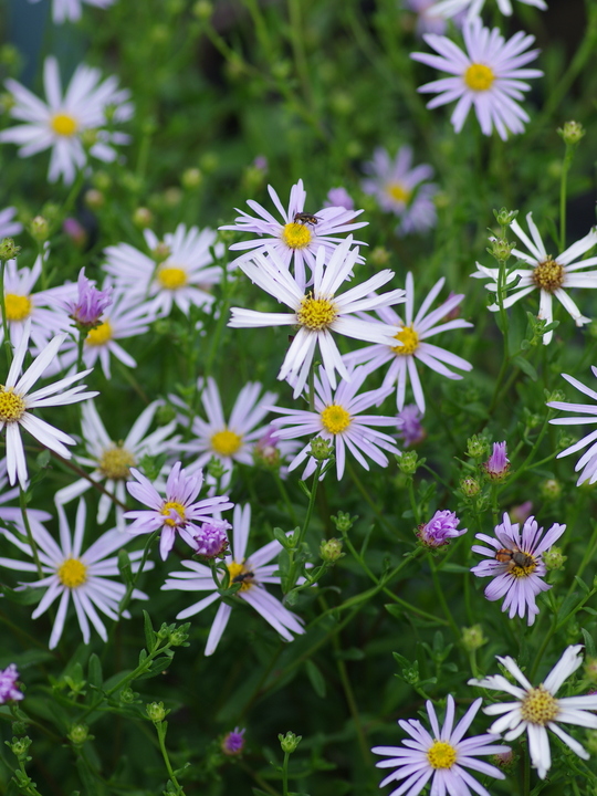 Aster pyrenaeus 'Lutetia'