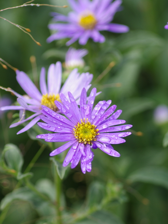 Aster x frikartii 'Mönch'