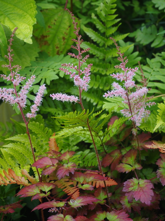 Astilbe 'Beauty of Ernst' (x arendsii)
