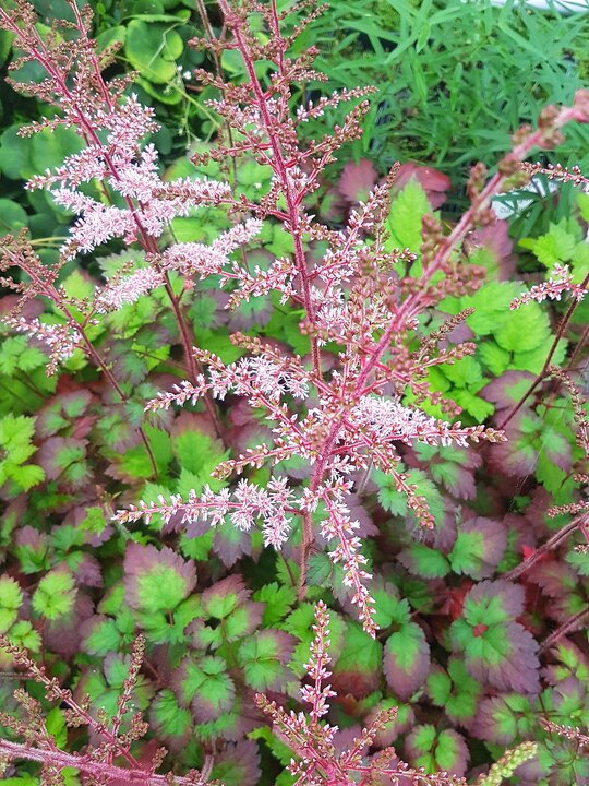 Astilbe 'Beauty of Ernst' (x arendsii)