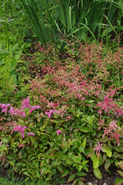 Astilbe 'Bronce Elegans'  (simplicifolia hybrid) 