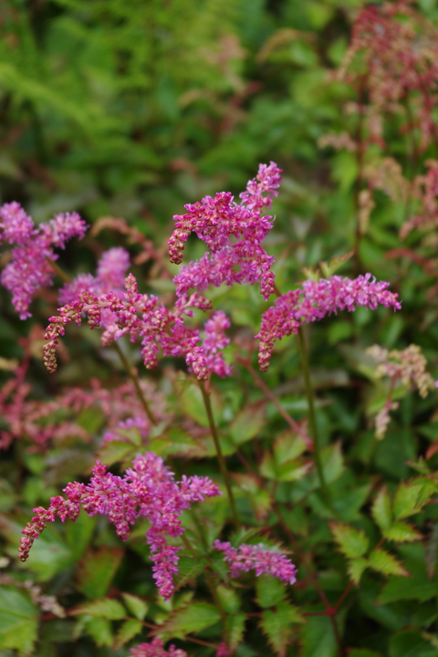 Astilbe 'Bronce Elegans'  (simplicifolia hybrid) 