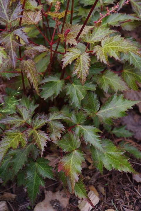 Astilbe 'Bronce Elegans'  (simplicifolia hybrid) 