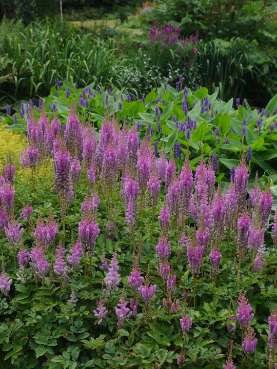 Astilbe chinensis (aff.)