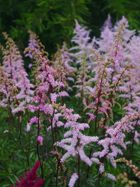 Astilbe 'Grete Pungel' (x arendsii)